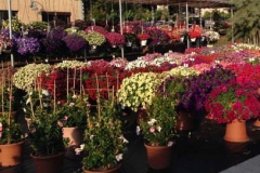 garten-1