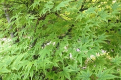 garten-13